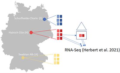 Genotyping by sequencing and a newly developed mRNA-GBS approach to link population genetic and transcriptome analyses reveal pattern differences between sites and treatments in red clover (Trifolium pratense L.)